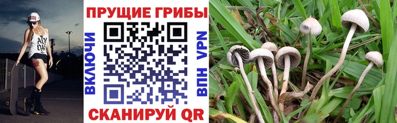 Галлюциногенные грибы MAGIC MUSHROOMS  кракен вход  Ленинградская 